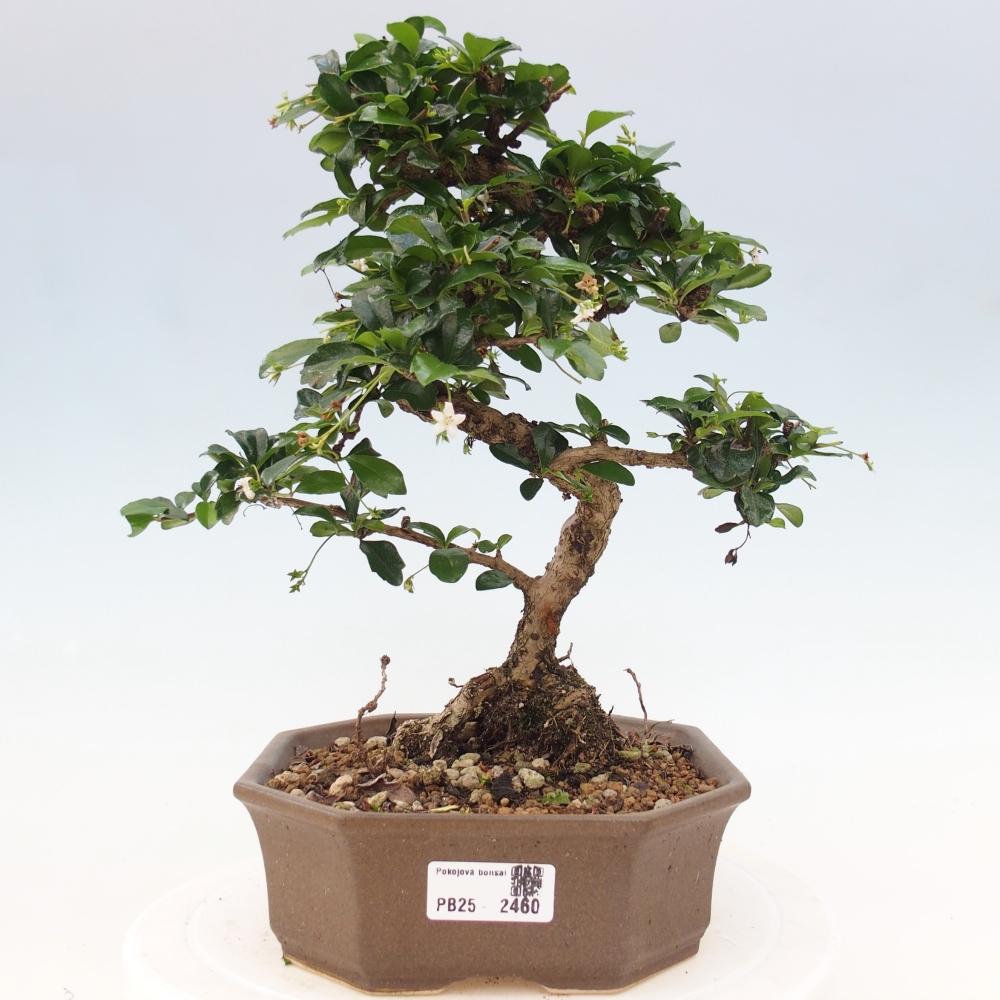 Izbová bonsai - Carmona macrophylla - Čaj fuki