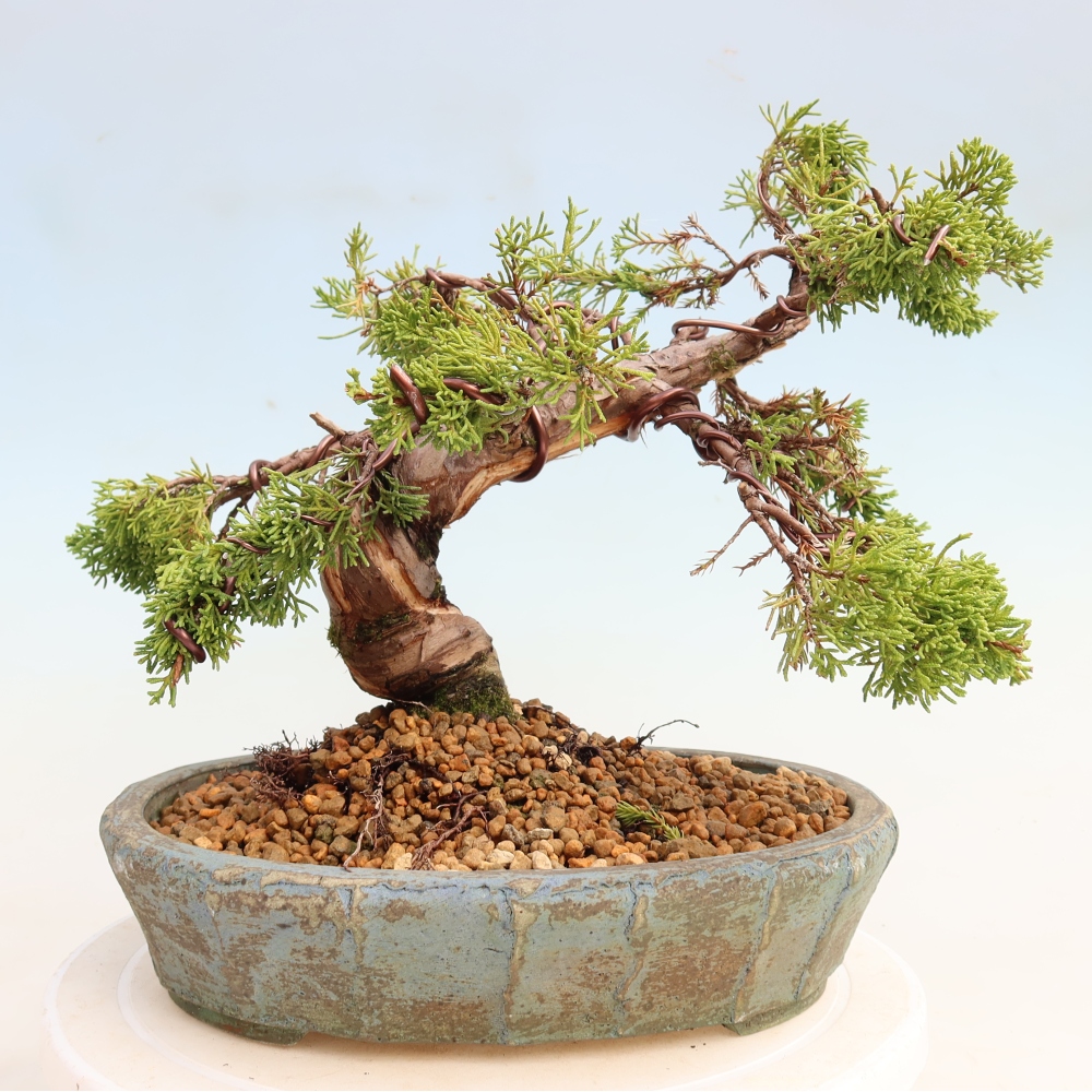 Vonkajší bonsai – Juniperus chinensis Itoigawa – čínsky jalovec