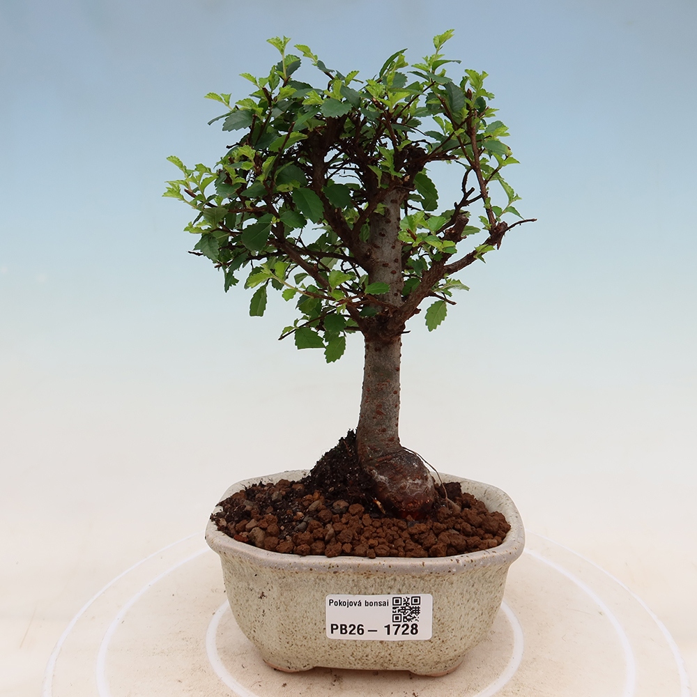 Izbový bonsaj - Ulmus parvifolia - brest malolistý