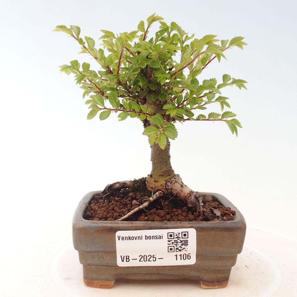 Vonkajší bonsai - Ulmus parvifolia Sagei - Malolistý brest