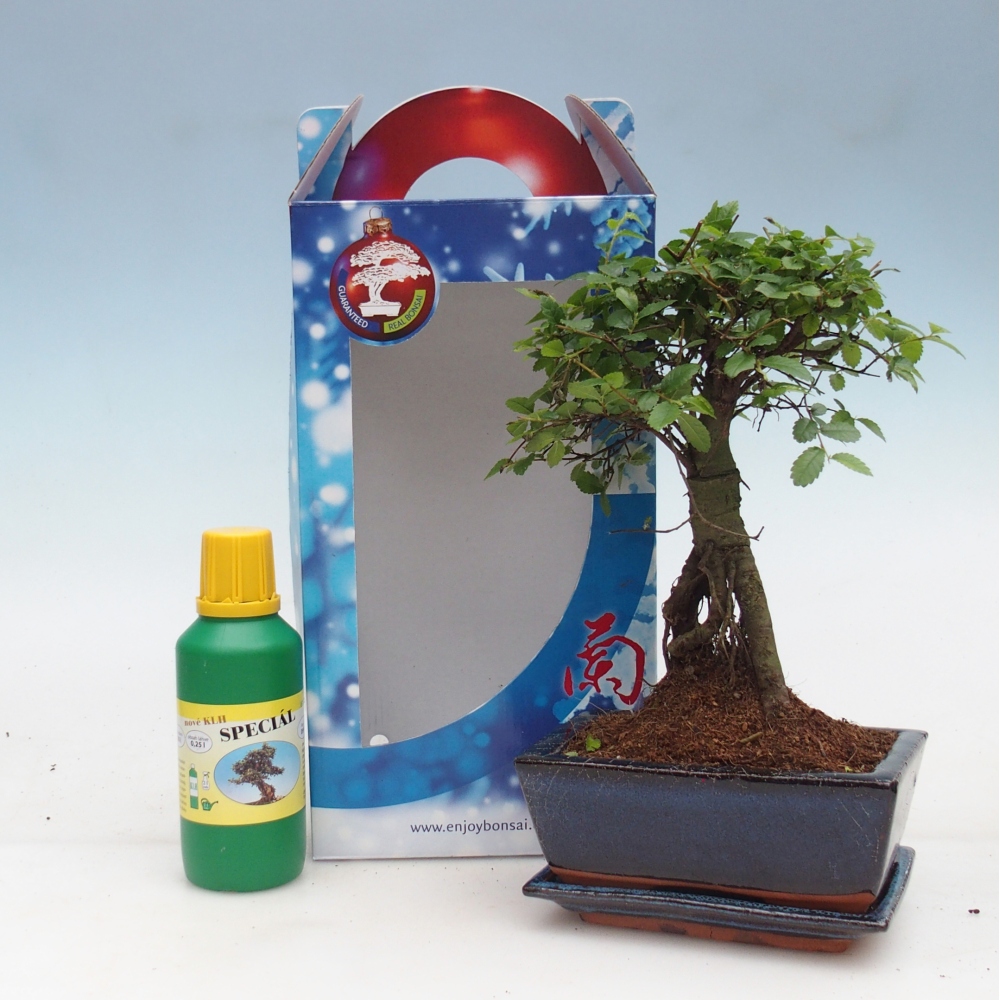 Ulmus parvifolia - brest čínsky