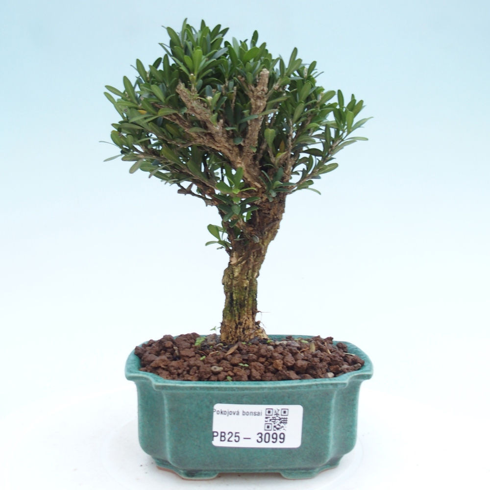 Izbová bonsai - Buxus harlandii -korkový buxus
