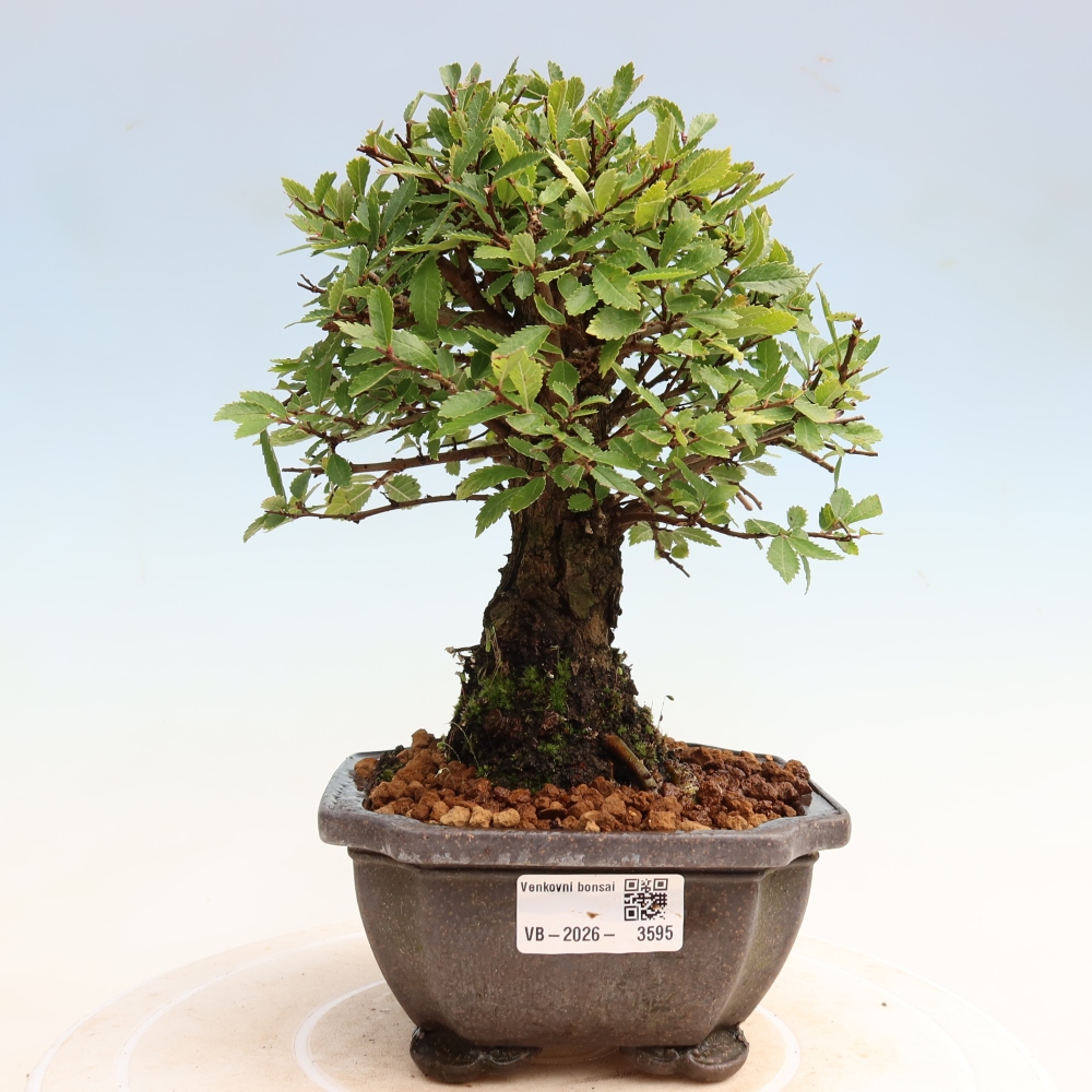 Vonkajšie bonsaje - Zelkova - Zelkova NIRE