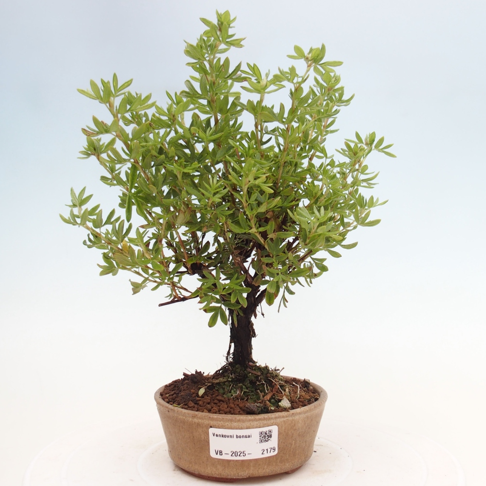 Vonkajšia bonsai-Nátržník krovitá - potentila fruticosa yellow Bird