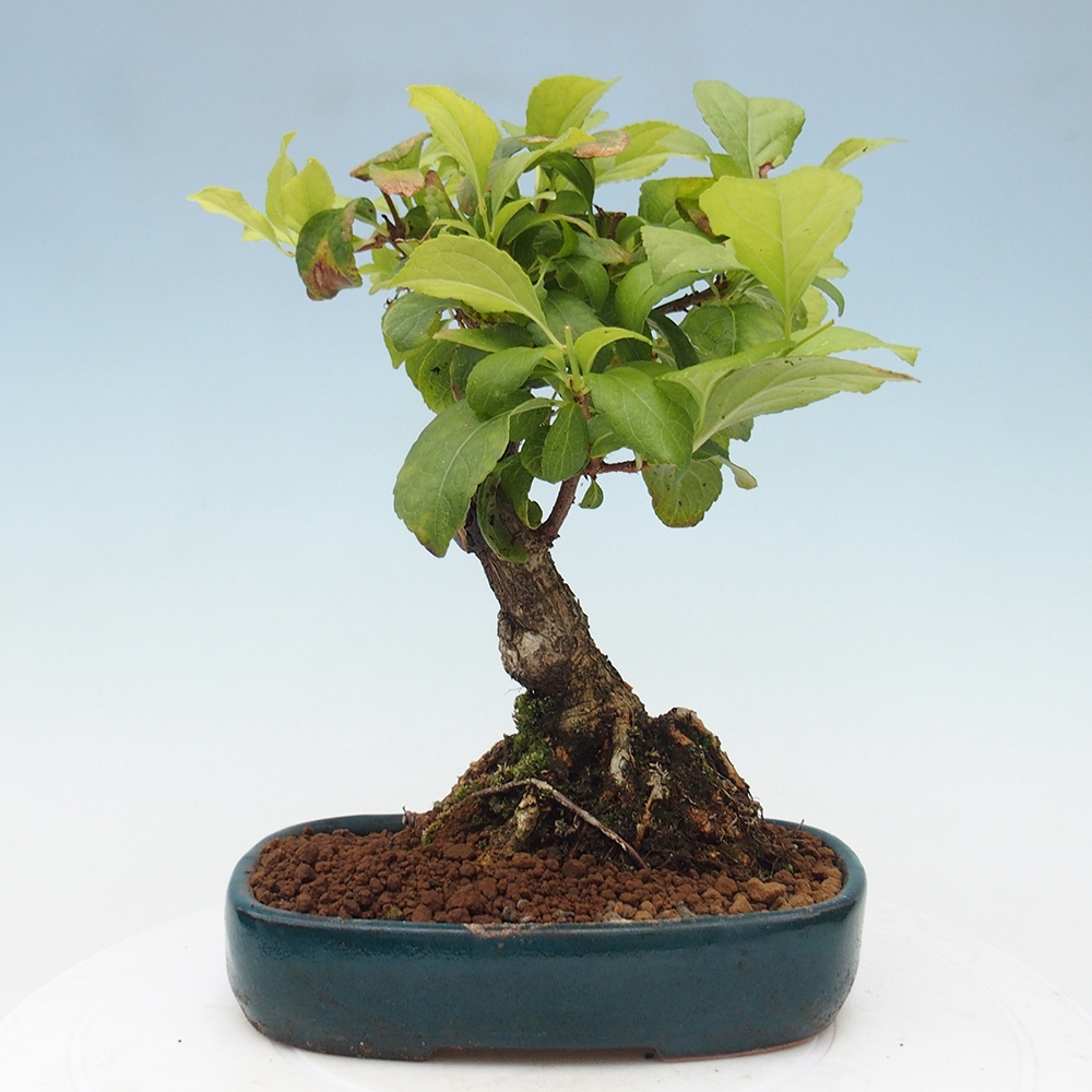 Vonkajšie bonsai - Celastrus Jesenec