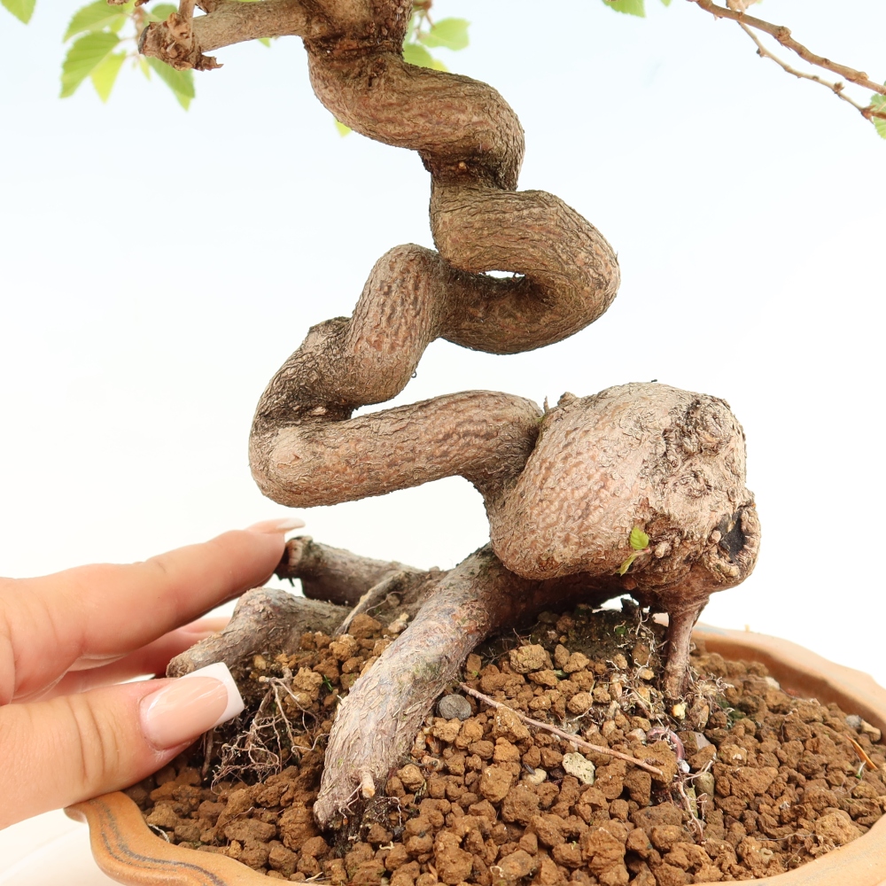 Vonkajší bonsaj -Carpinus coreana - Hrab kórejský