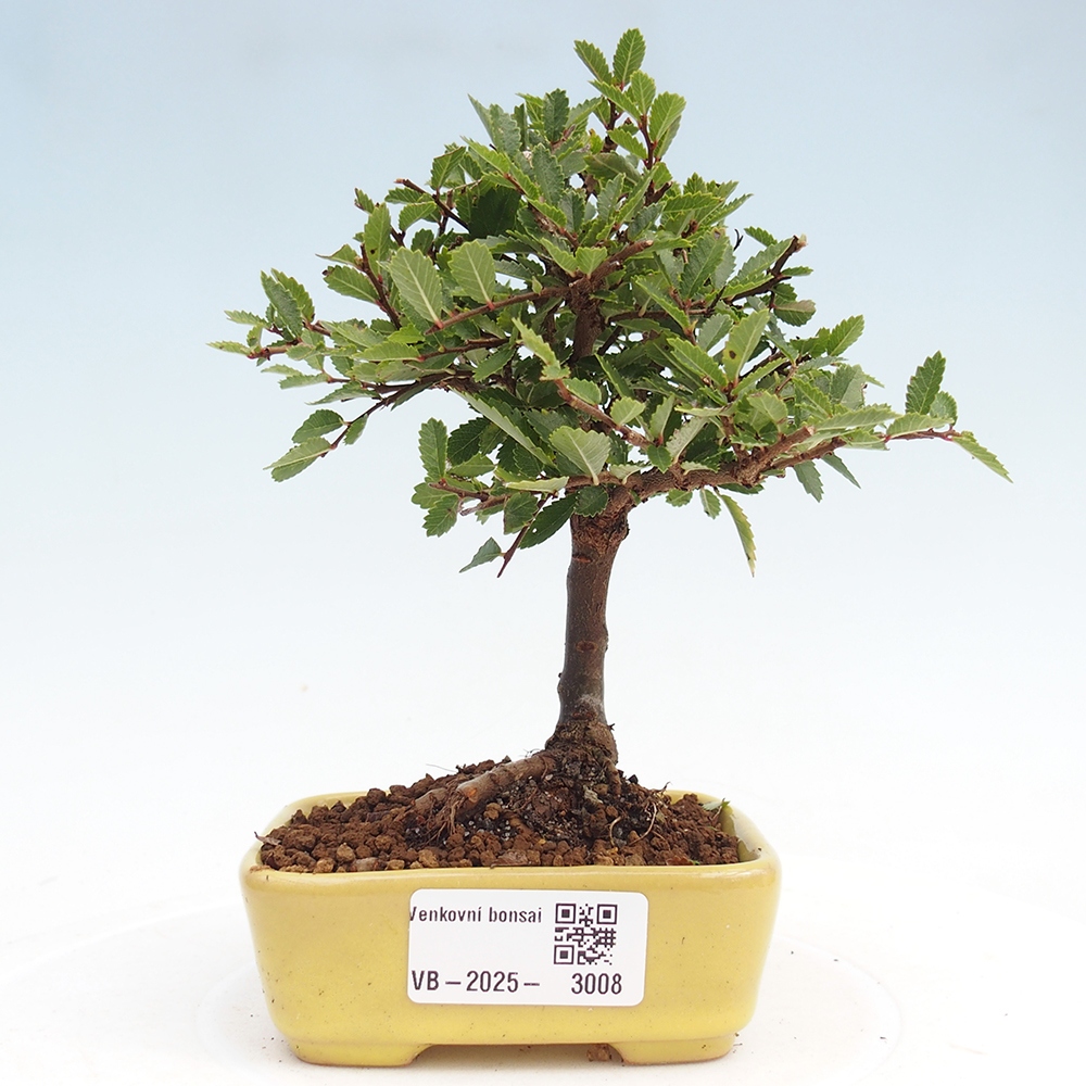 Vonkajší bonsai - Ulmus parvifolia Sagei - Malolistý brest