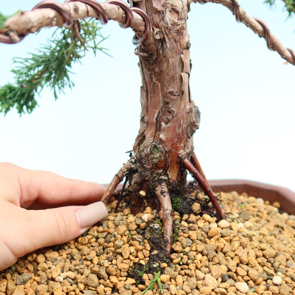 Vonkajší bonsaj - Juniperus chinensis Kishu