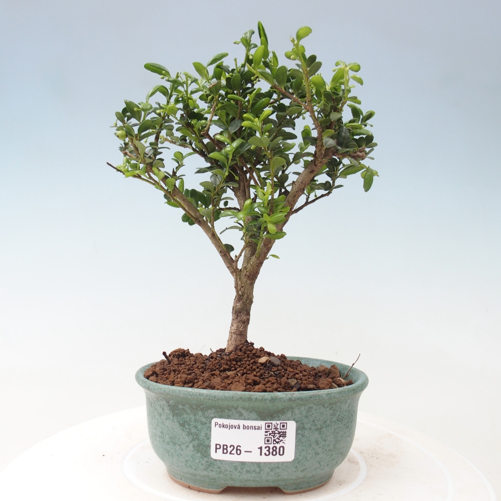 Izbový bonsaj - Ilex crenata - Cesmína