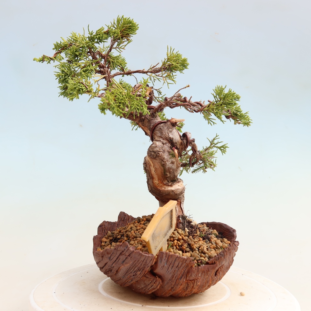 Vonkajší bonsai – Juniperus chinensis Itoigawa – čínsky jalovec