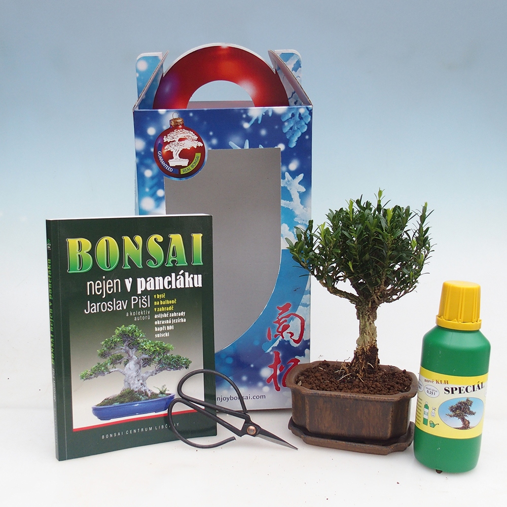 Izbový bonsaj v darčekovej krabici Buxus harlandii - korkový buxus