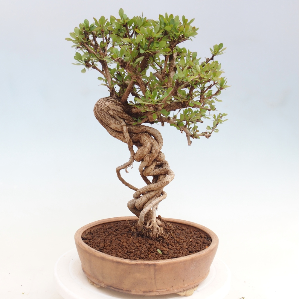 Vonkajšie bonsaje - Berberis coreana