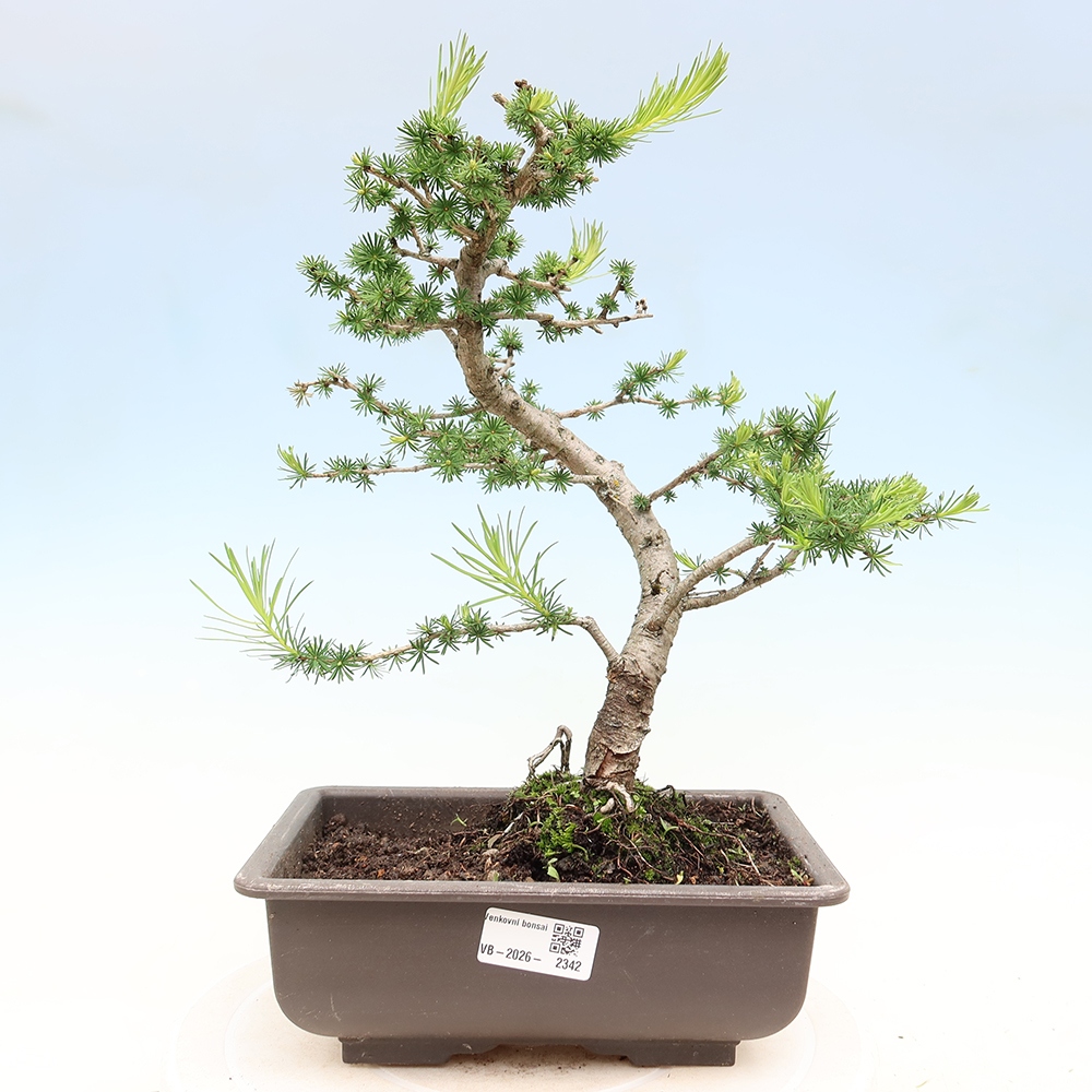 Vonkajšie bonsaje -Larix decidua - Smrekovec