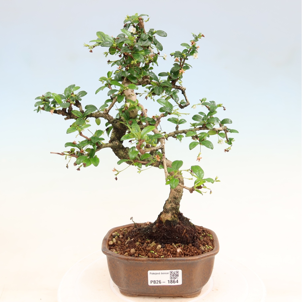 Izbové bonsaje - Carmona macrophylla - Tea fuki