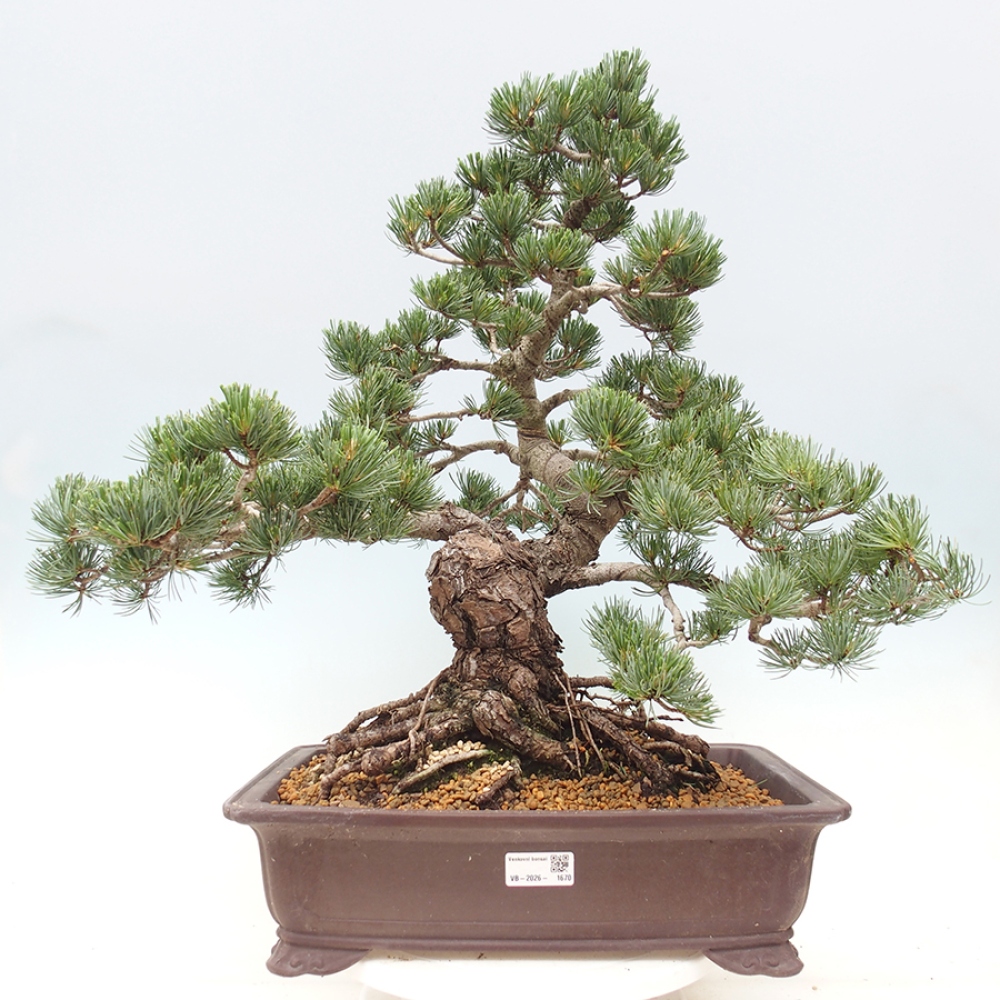 Vonkajšie bonsaje - Pinus parviflora - Pinus parviflora