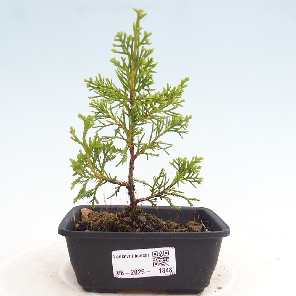 Vonkajší bonsai - Juniperus chinensis Itoigawa -Jalovec čínsky