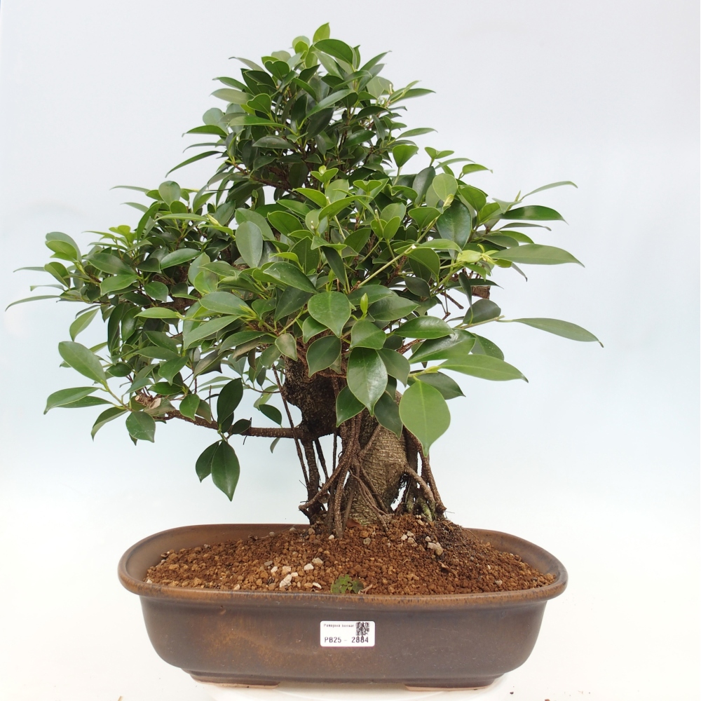 Izbový bonsaj - Ficus kimmen - drobnolistý fikus - len osobný odber alebo preprava na paletách