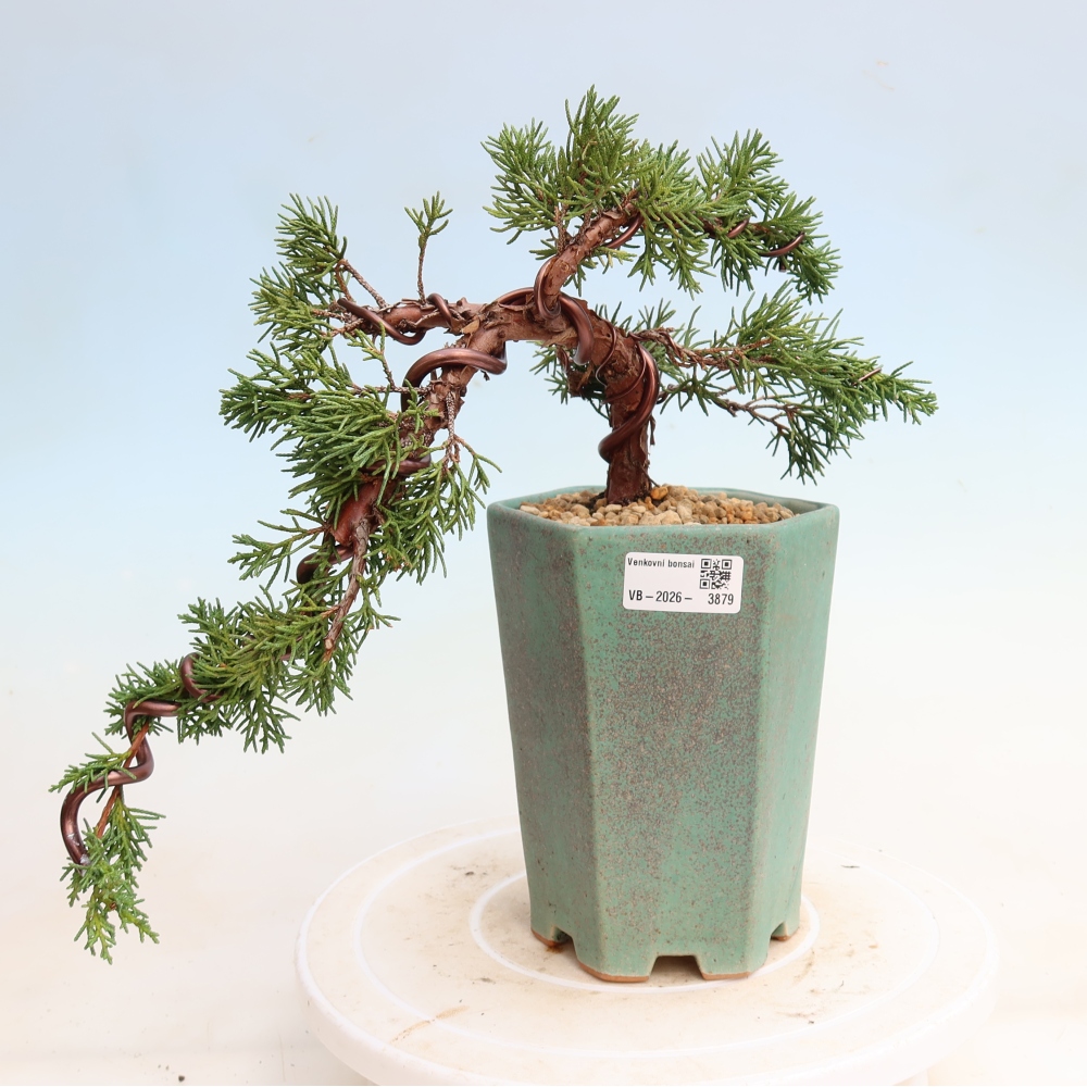 Vonkajší bonsaj - Juniperus chinensis Kishu