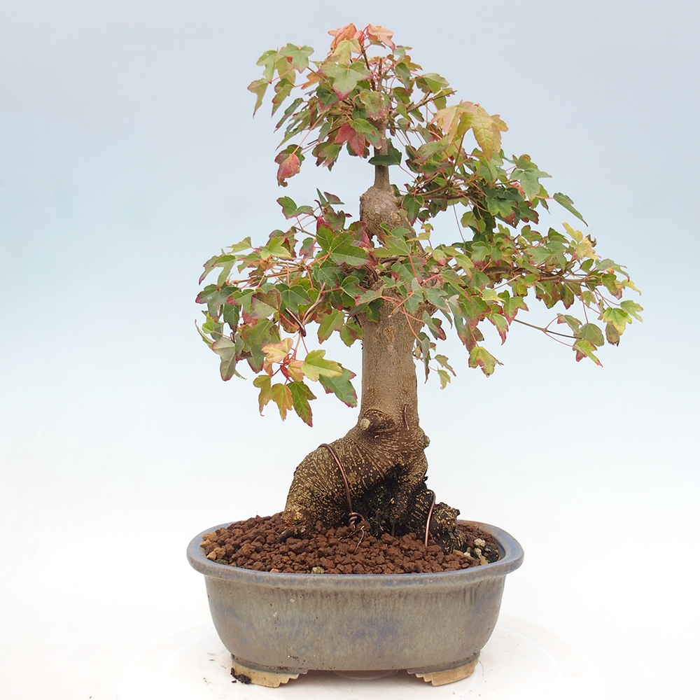 Vonkajšie bonsai - Javor Buergerianum - Javor Burgerův