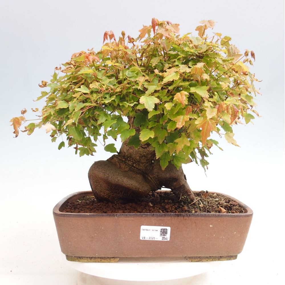 Vonkajšie bonsai - Javor Buergerianum - Javor Burgerův