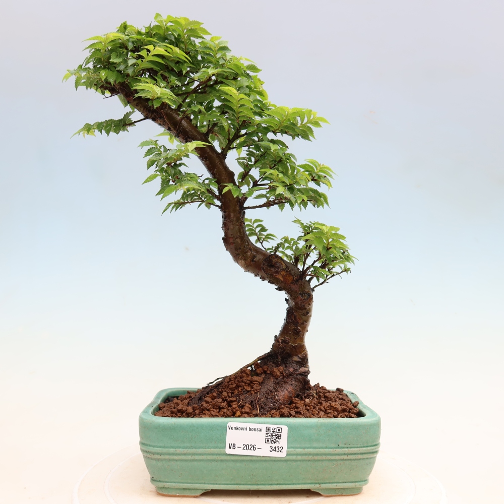 Vonkajší bonsai – Ulmus Jacqueline Hillier – javor krásny
