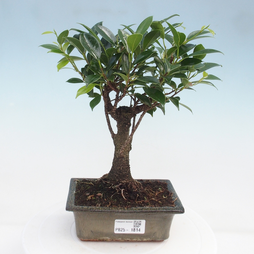 Izbová bonsai - Ficus retusa - malolistý fikus