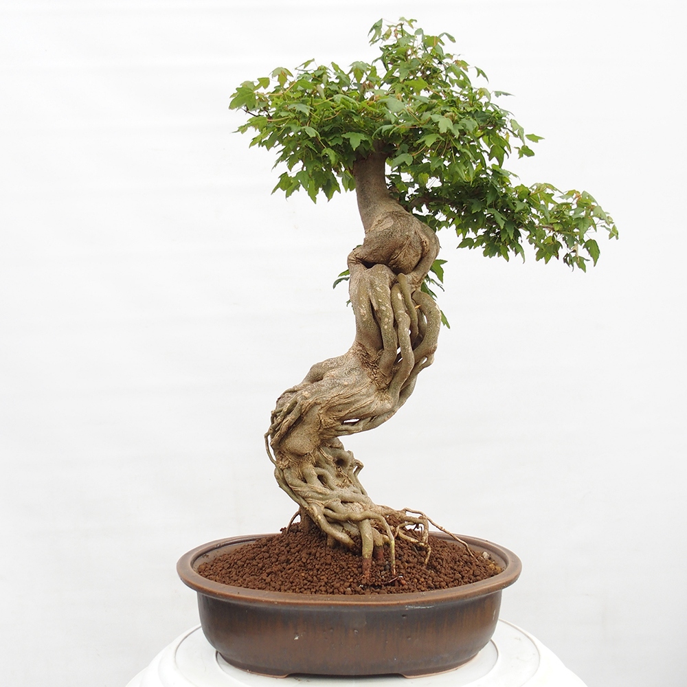 Vonkajšie bonsai - Javor Buergerianum - Javor Burgerův