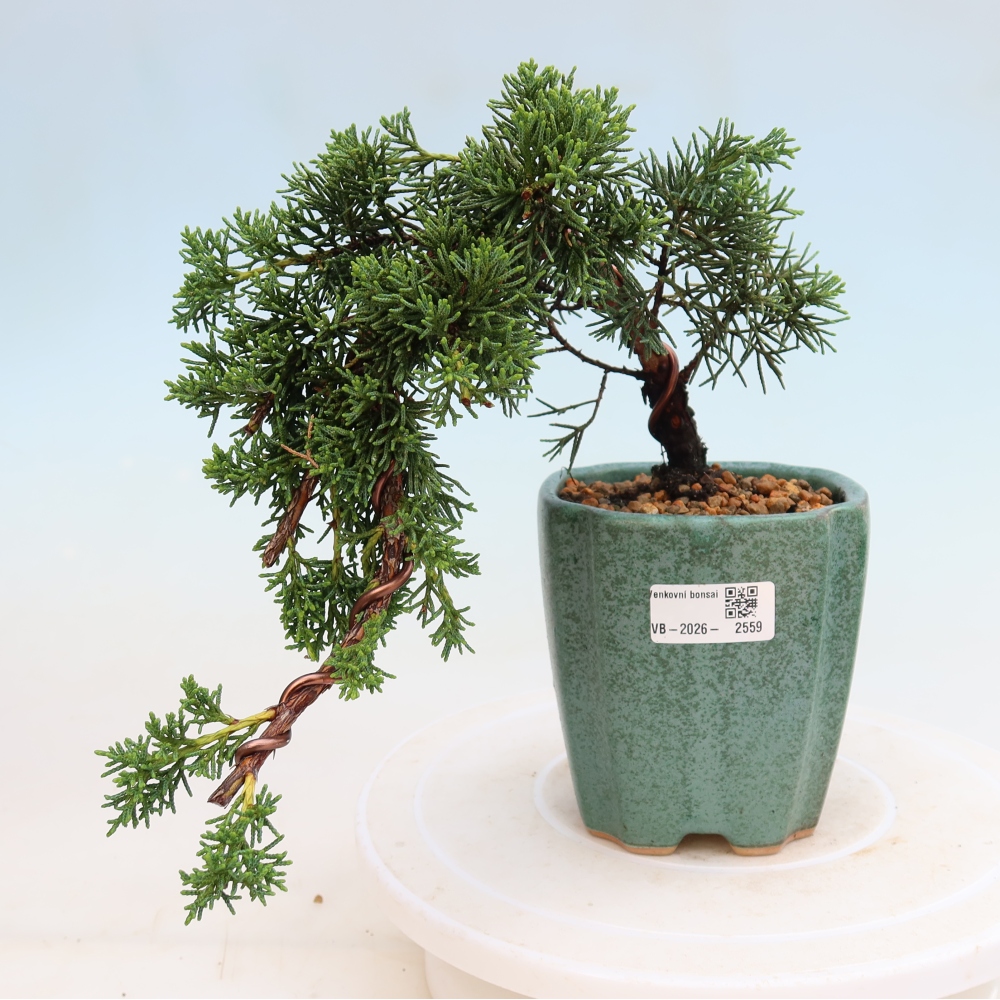 Vonkajší bonsaj - Juniperus chinensis Kishu