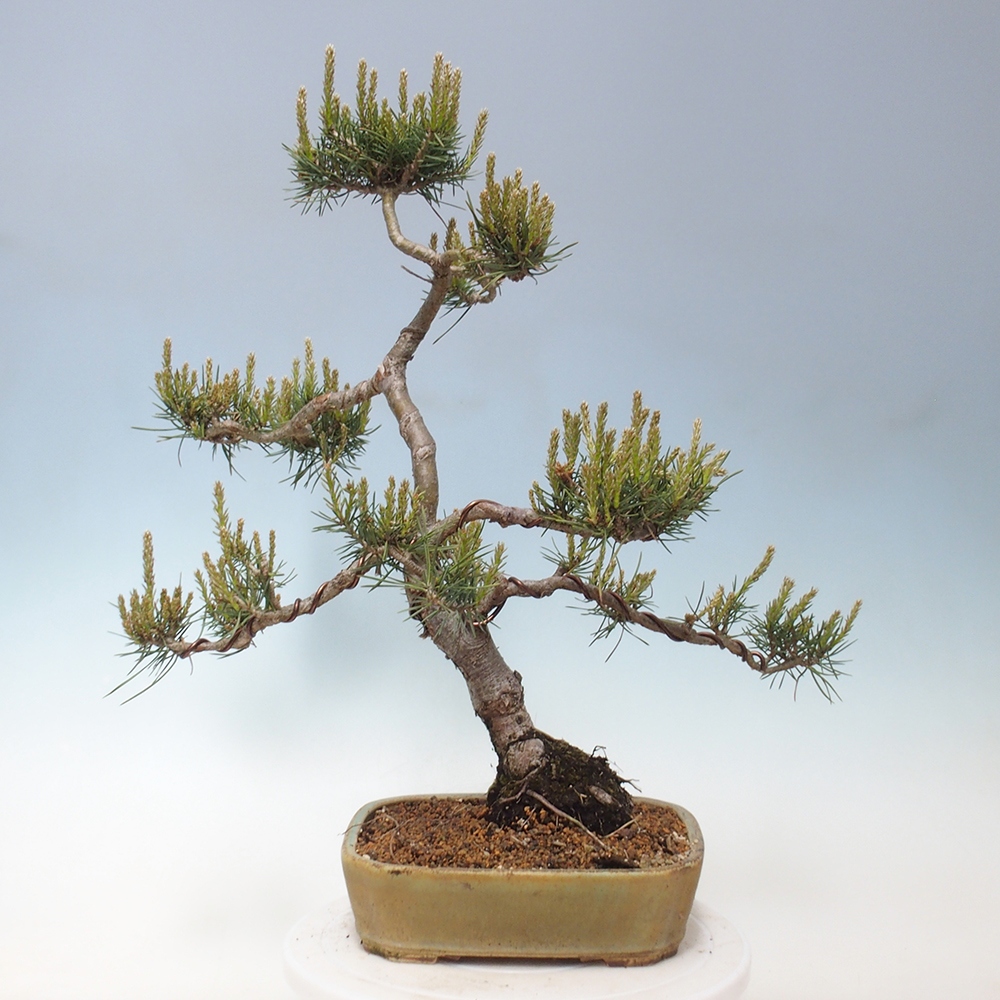 Vonkajšie bonsai - Pinus Sylvestris - Borovica lesná
