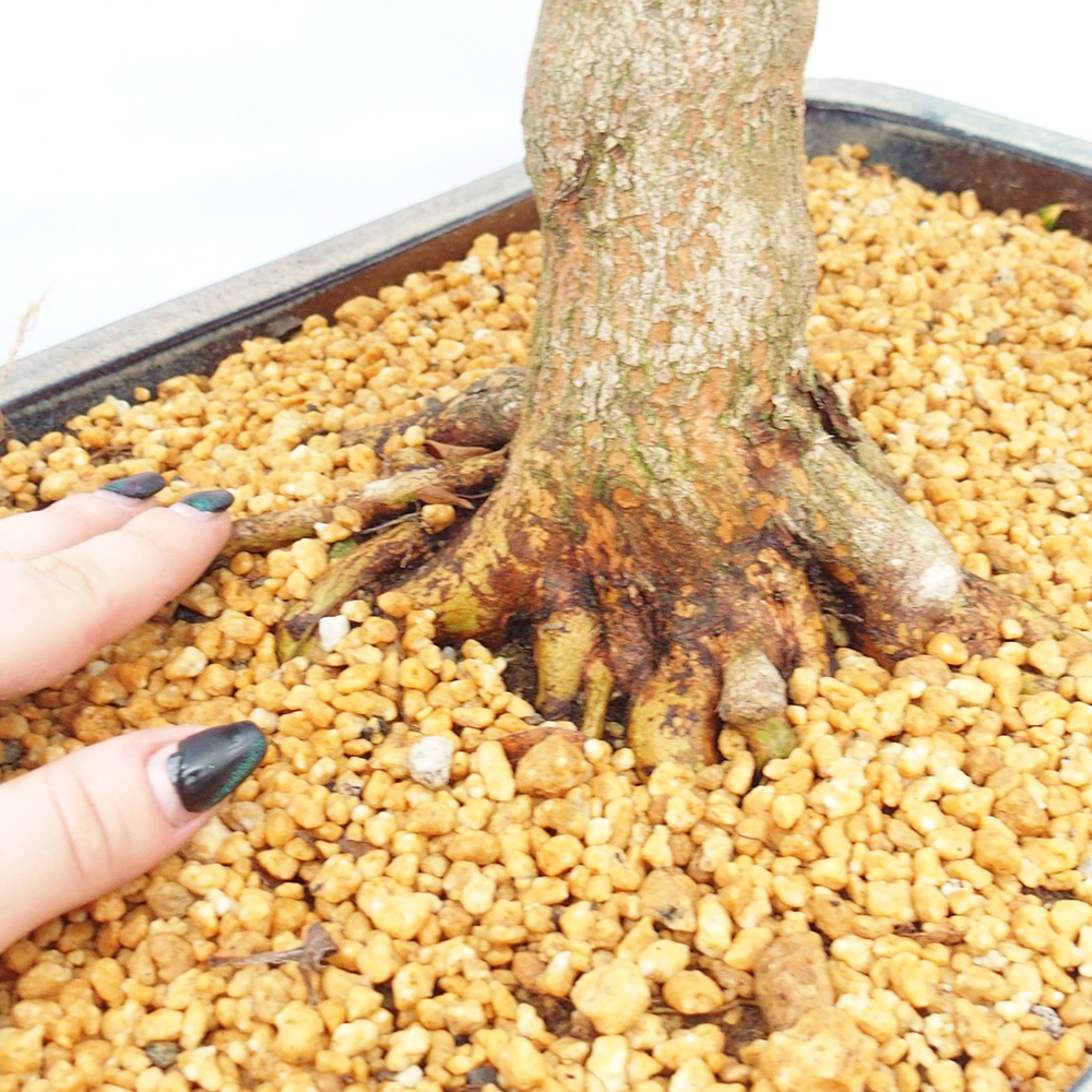 Vonkajšie bonsaje - Japonské azalky - Azalea Saishun