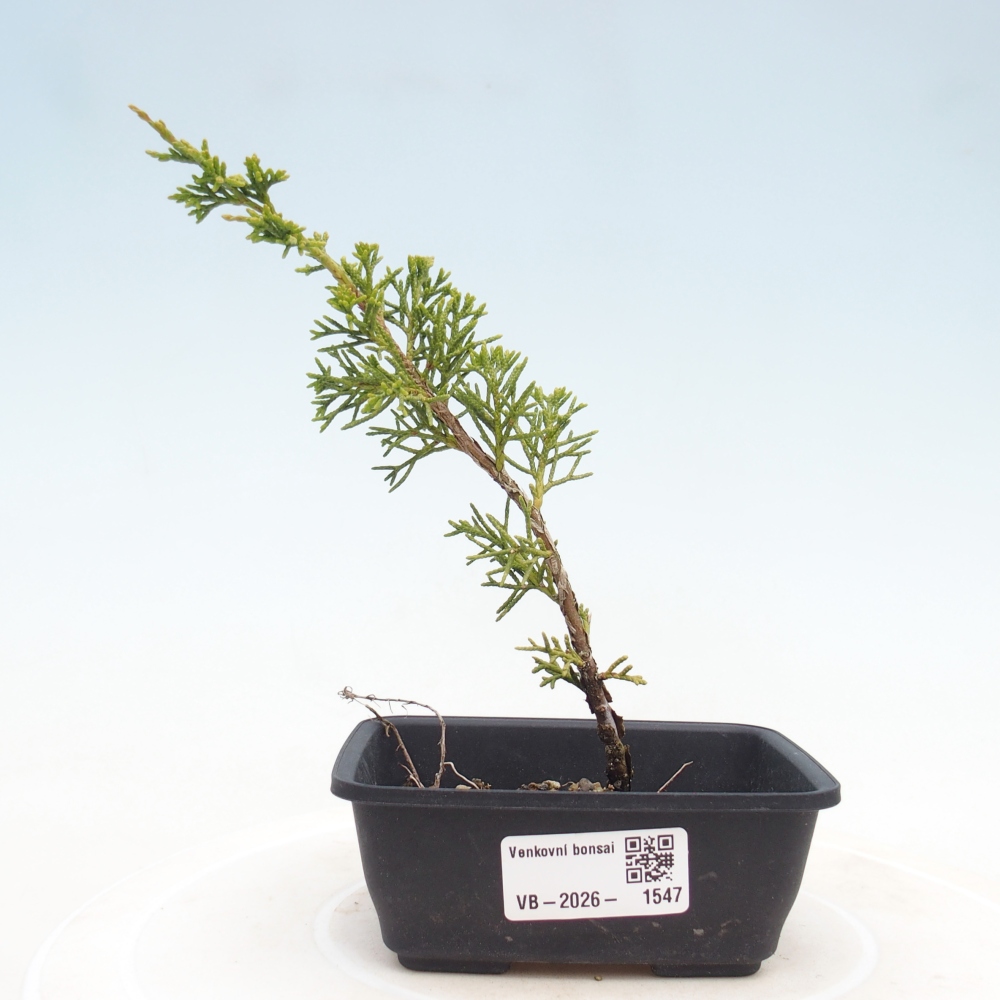 Vonkajší bonsaj - Juniperus chinensis Itoigawa
