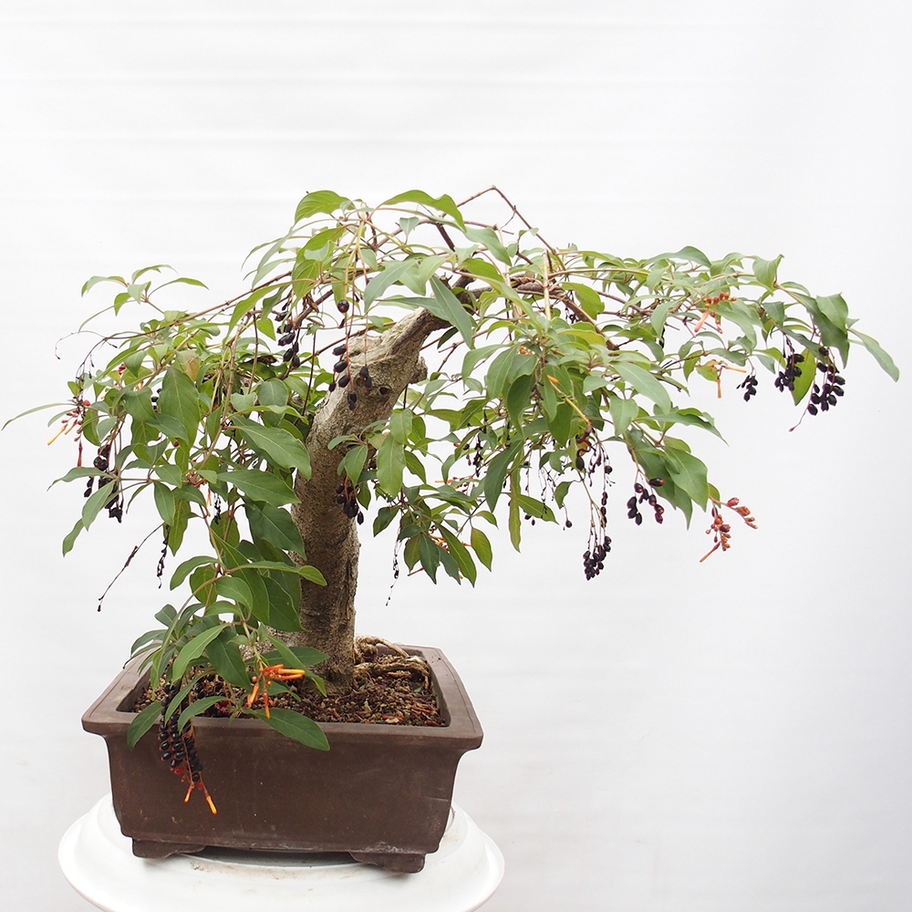 Izbové bonsaje - Hamelia patent