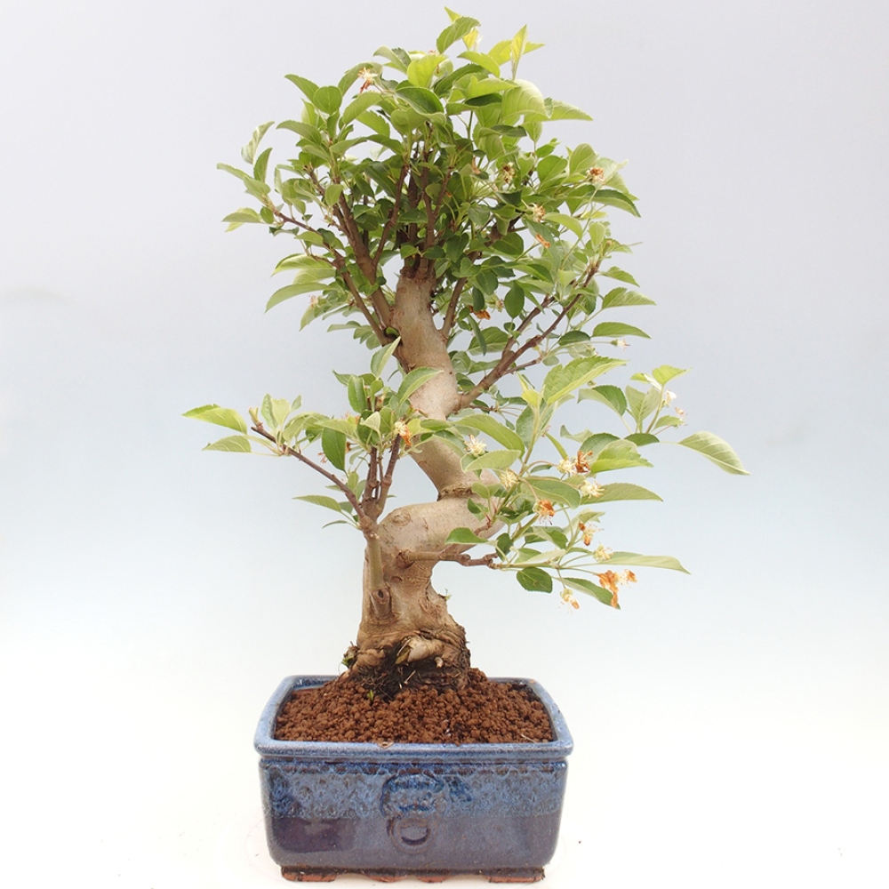 Vonkajší bonsai -Malus halliana - Maloplodá jabloň
