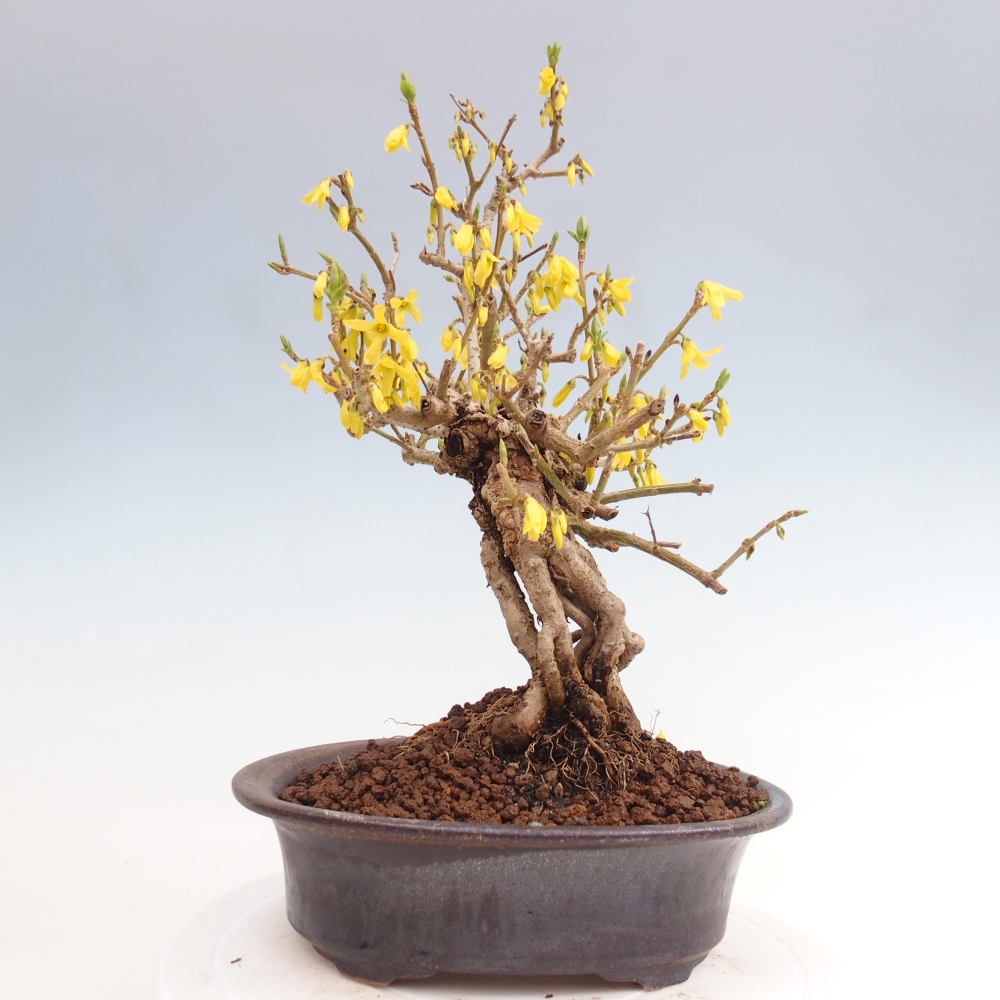Vonkajšie bonsaje - Zlatice - Forsythia koreana