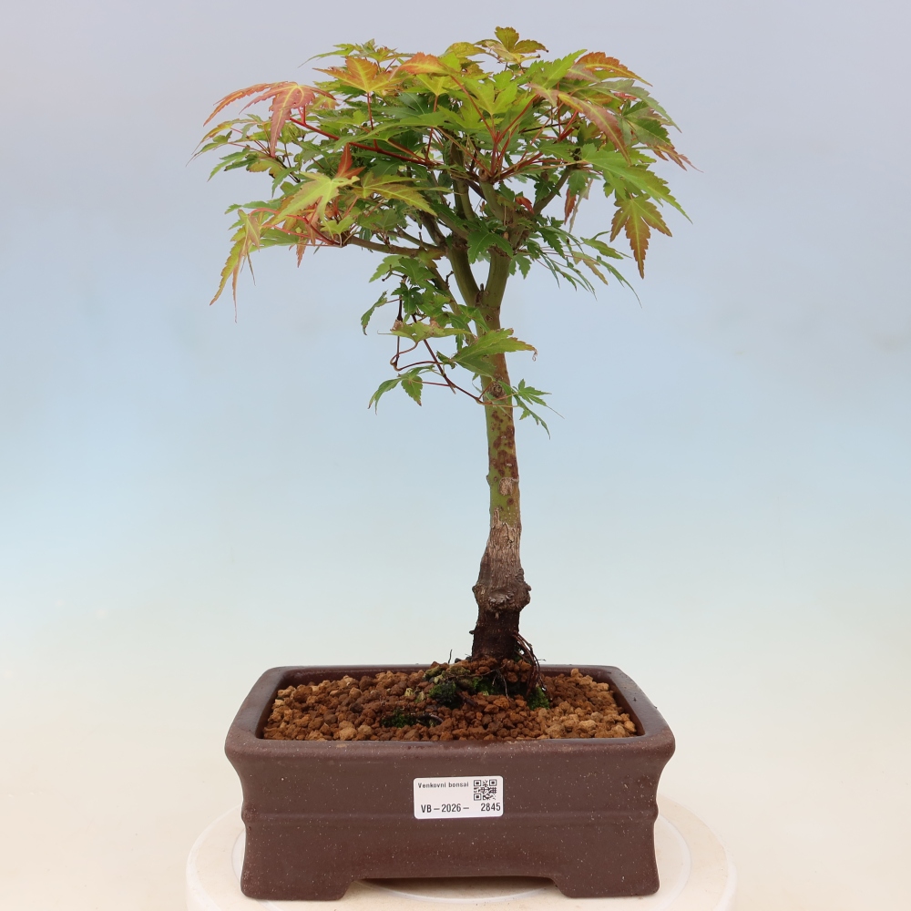 Javor poľný - Acer palmatum Beni Tsukasa