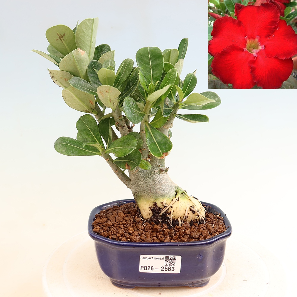 Izba bonsai – Adenium obesum Red Star – Púštna ruža