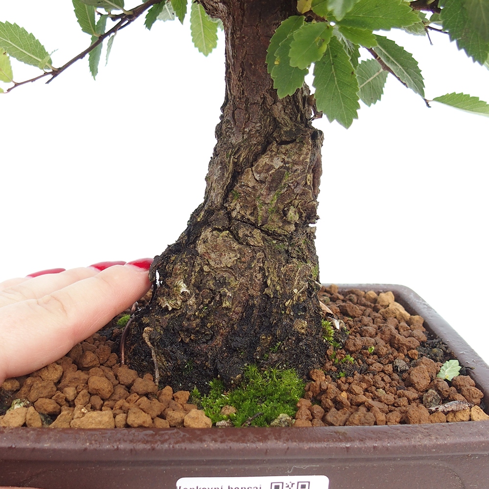 Vonkajšie bonsai - Zelkova - Zelkova Nirom