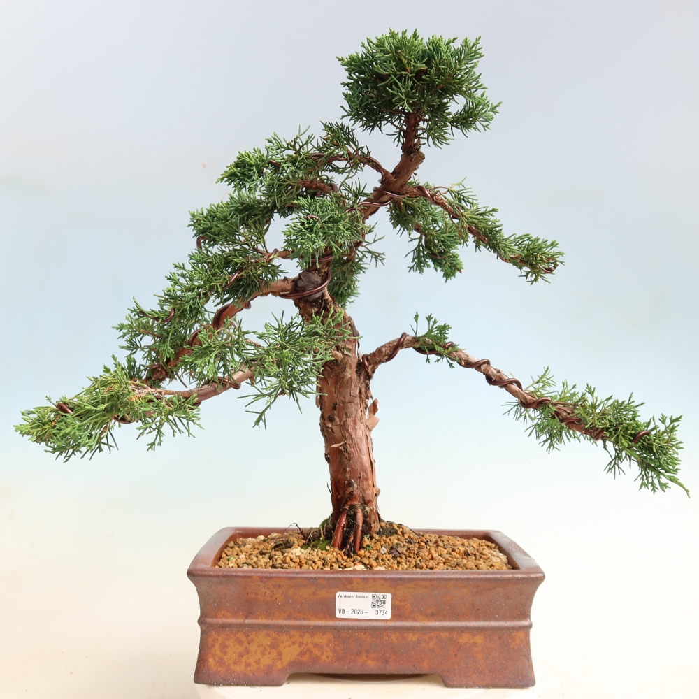 Vonkajší bonsaj - Juniperus chinensis Kishu