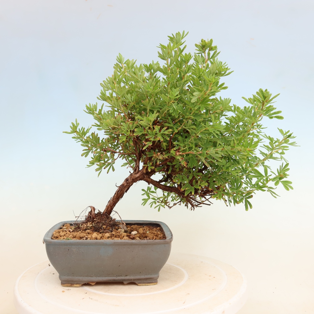Vonkajší bonsai – Potentila fruticosa – Potentila fruticosa Bellissima