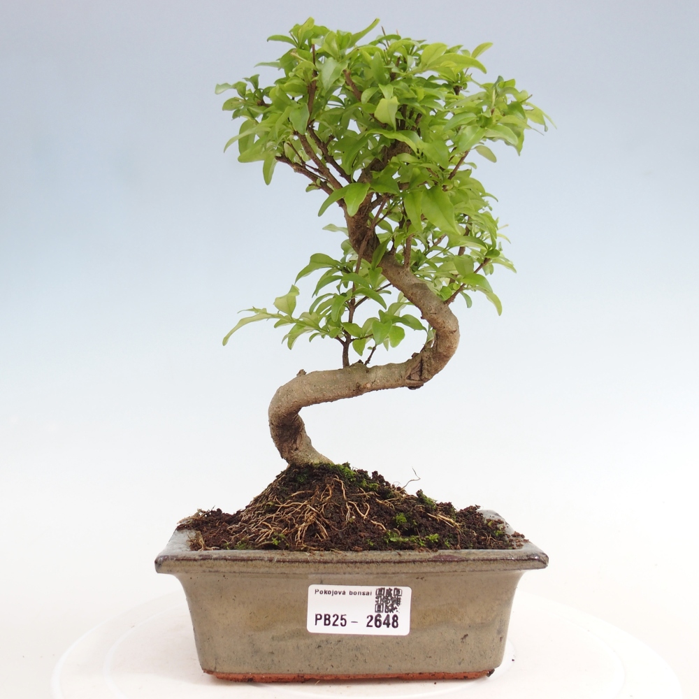 Izbová bonsai -Ligustrum chinensis - Vtáčí zob
