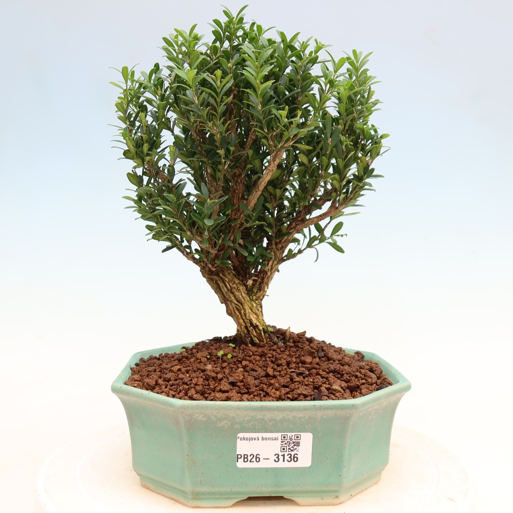 Izbové bonsaje - Buxus harlandii - korkový buxus