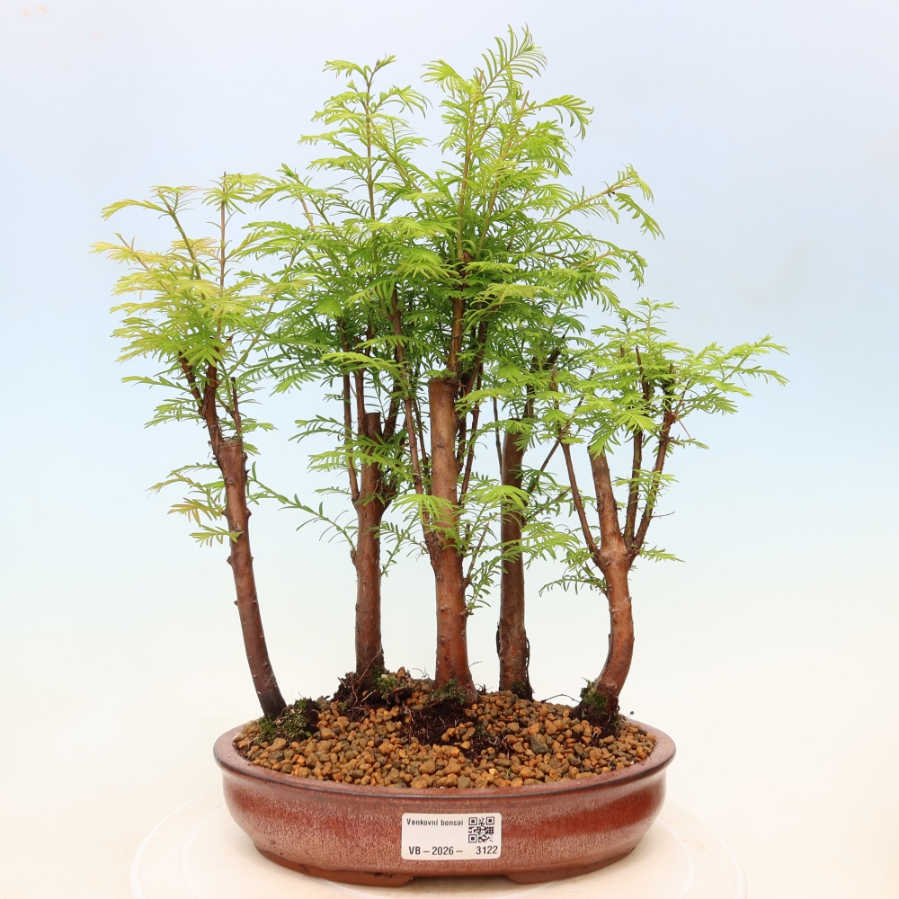 Vonkajší bonsai – Metasequoia glyptostroboides – čínska metasekvoja – hájik