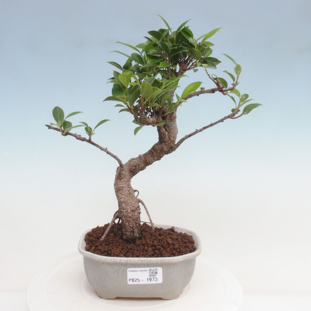 Izbová bonsai - Ficus retusa - malolistá fikus