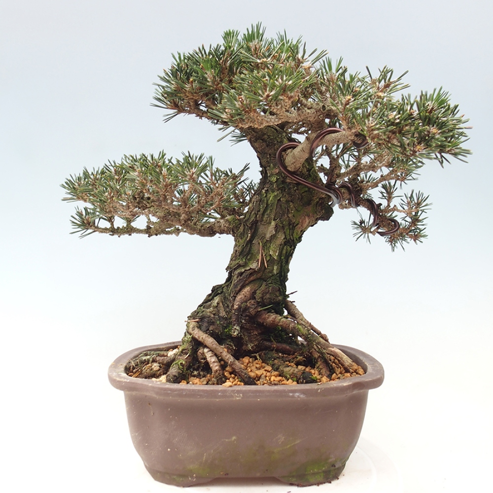 Vonkajšia bonsaj - Pinus thunbergii Kotobuki - borovica Thunbergova