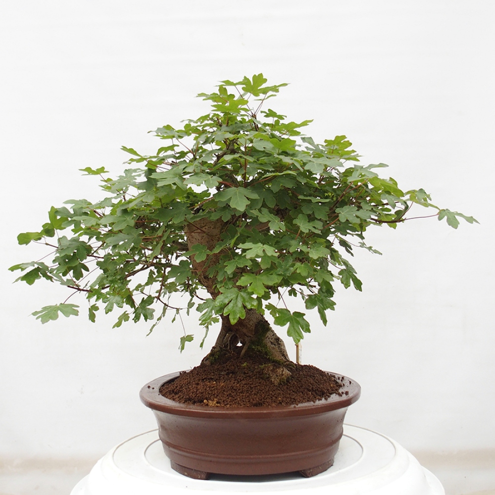 Vonkajší bonsai - Acer Campestre - Javor polný