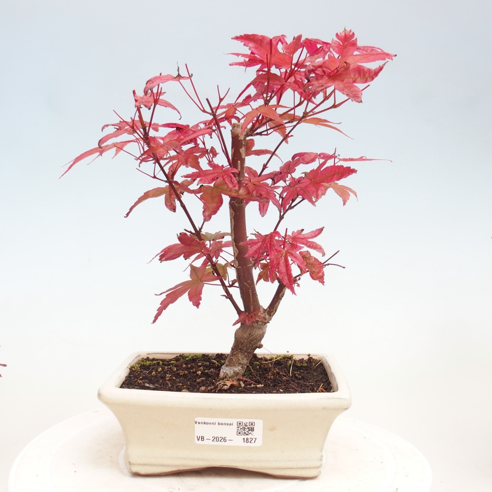 Vonkajší bonsaj - Acer palmatum DESHOJO