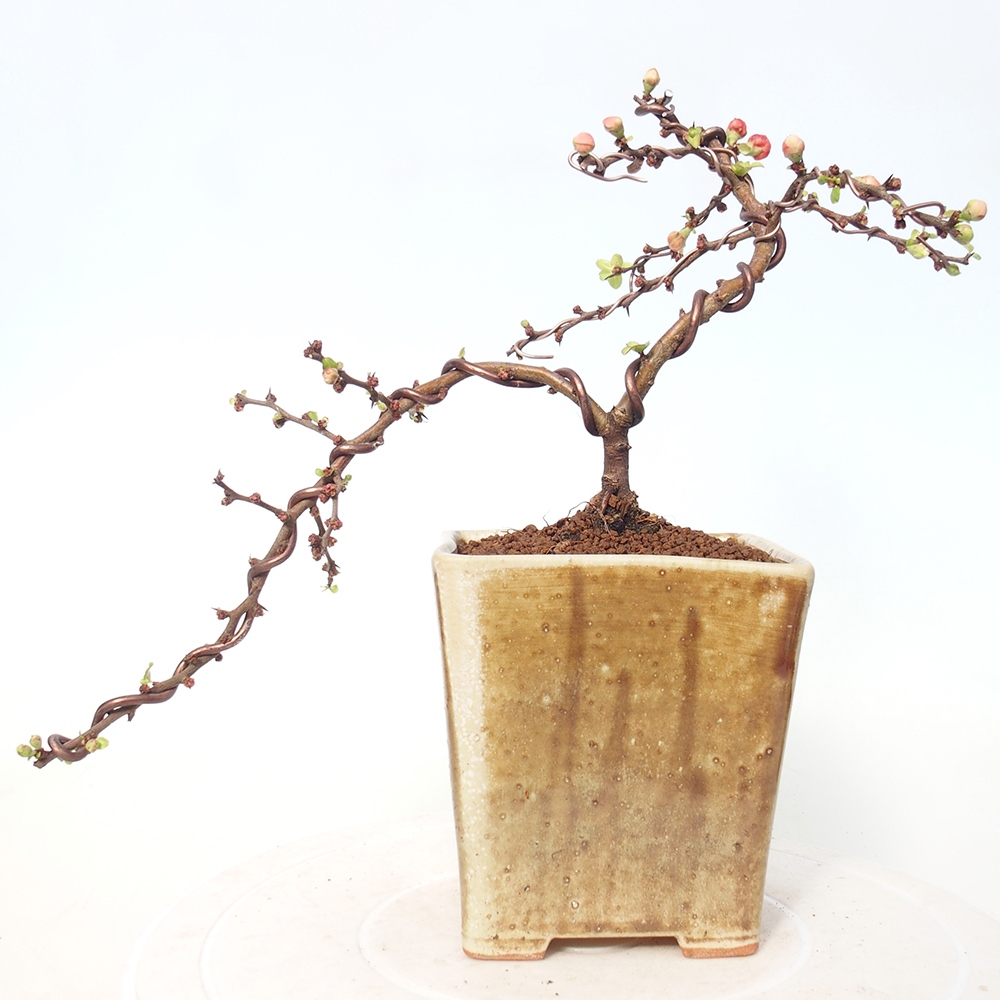 Vonkajší bonsaj - Chaneomeles s. Red Joy - Kdoule