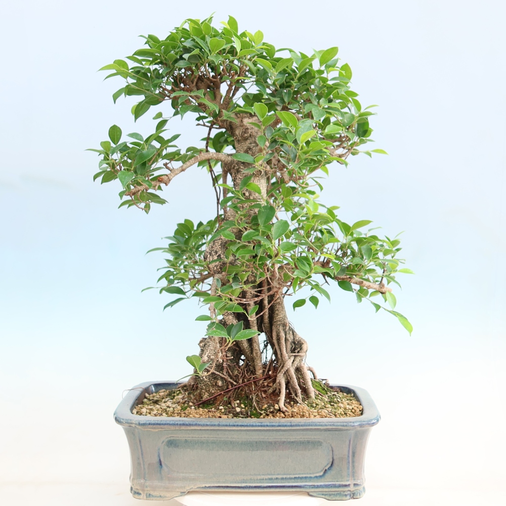 Izbové bonsaje - Ficus kimmen - drobnolistý fikus