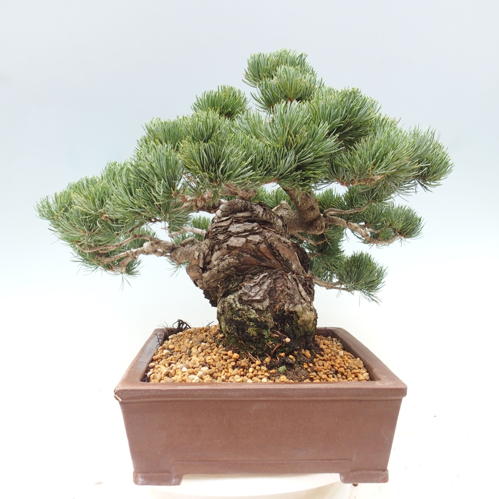Vonkajšie bonsai - Pinus parviflora - Borovica drobnokvetá