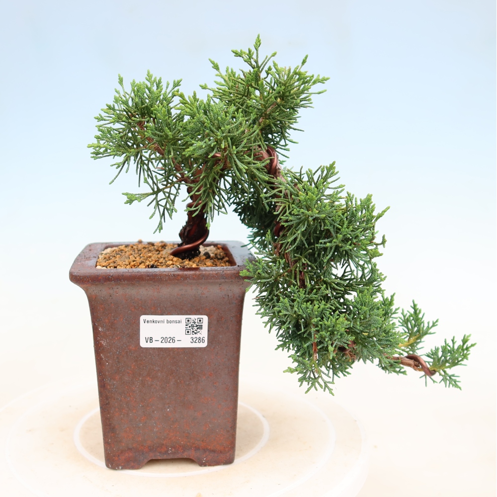 Vonkajší bonsaj - Juniperus chinensis Kishu